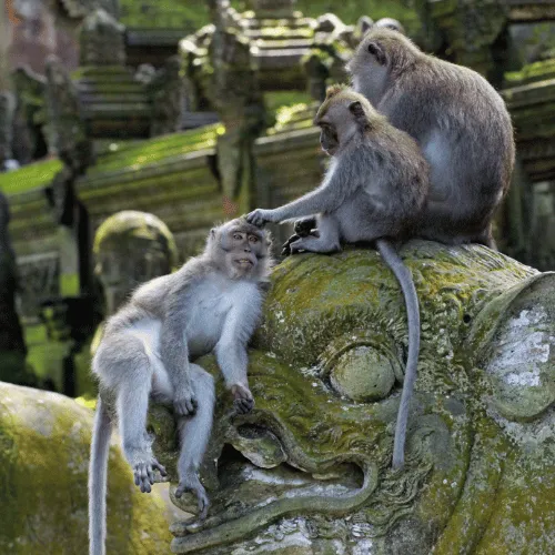 Ubud